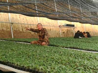 蔬菜基地種苗嫁接忙 為春日播種希望