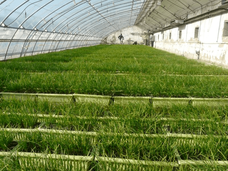 區(qū)組培室自主選育韭菜種苗 60萬株優(yōu)質(zhì)種苗完成定植實(shí)踐