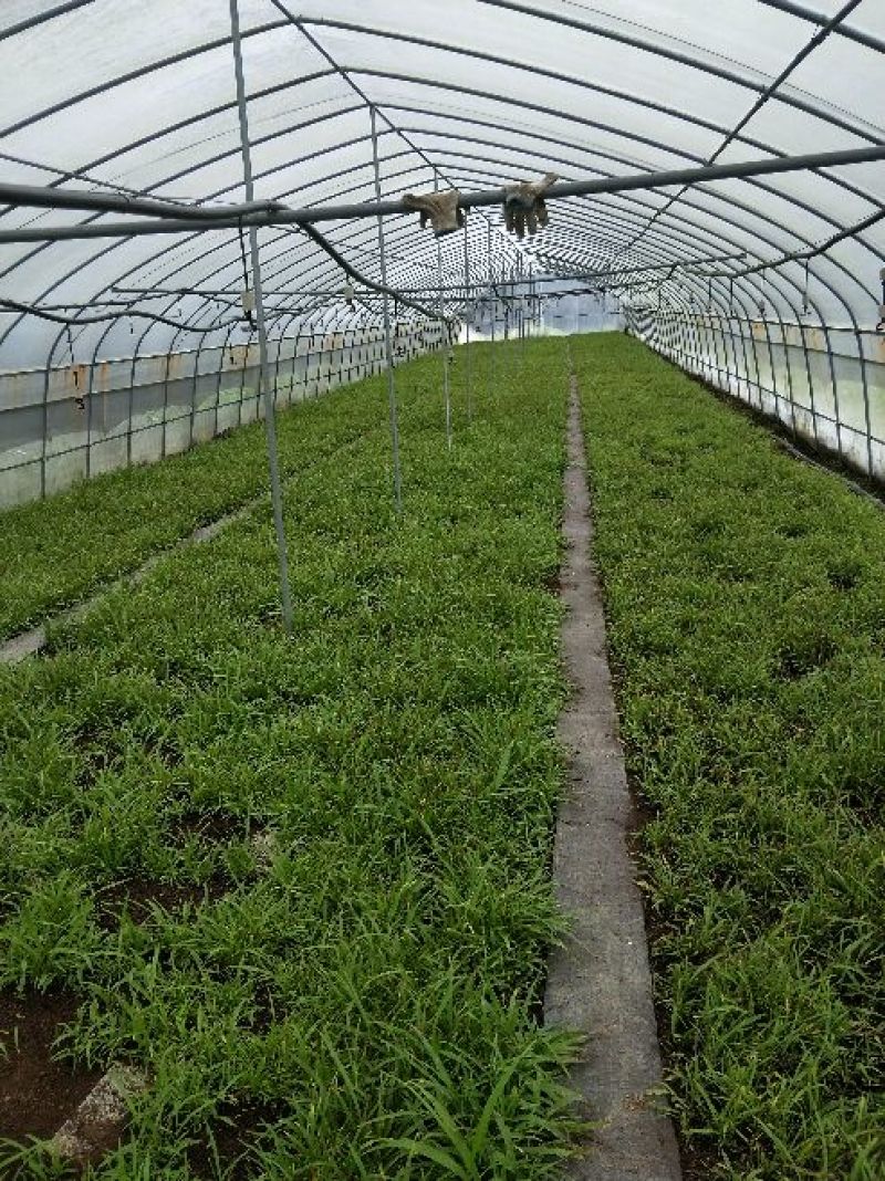 成都新都區(qū)白芨種苗批發(fā) 0.70元/棵，種植新選擇