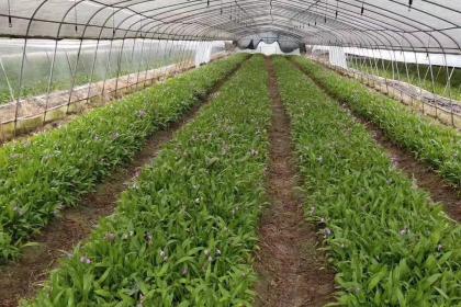 蜀道地白芨種苗 種植基地直供，品質(zhì)溯源助力中藥材產(chǎn)業(yè)振興